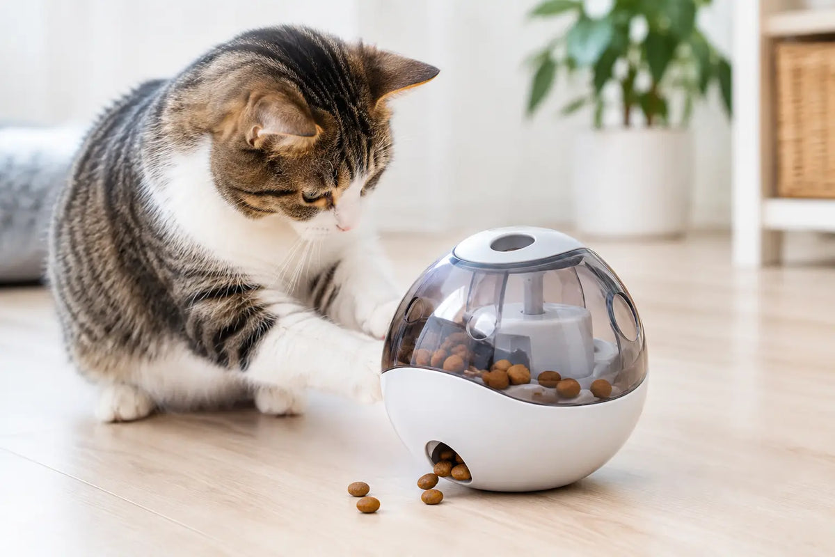 Test distributeur de croquettes ludique pour chat