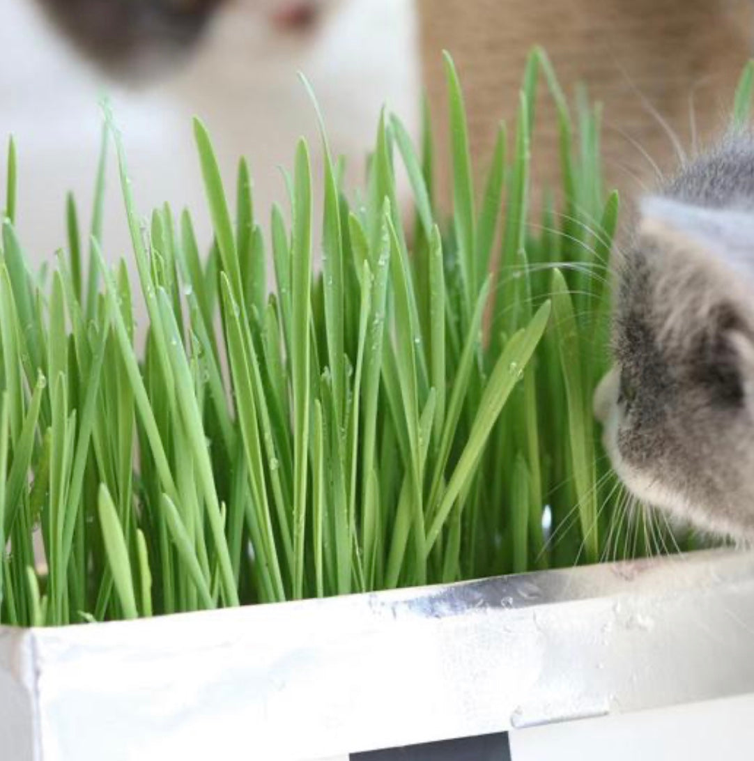 [SALE] All-In-One Cat Grass Kit Woof & Meow