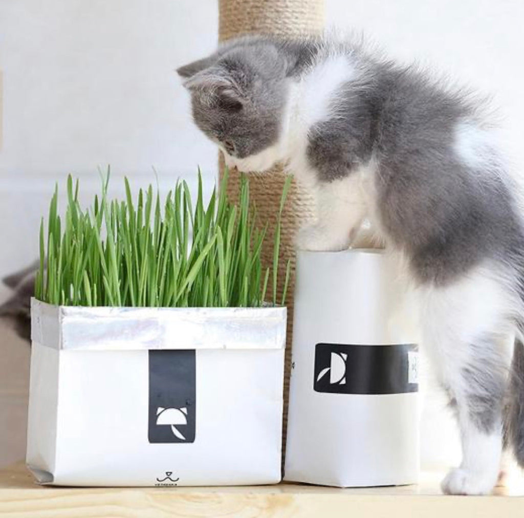 [SALE] All-In-One Cat Grass Kit Woof & Meow