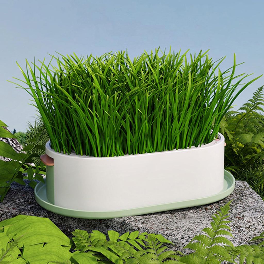 Kit Herbe à Chat — Plateau de Germination Hydroponique Anti-Débordement - Catounet
