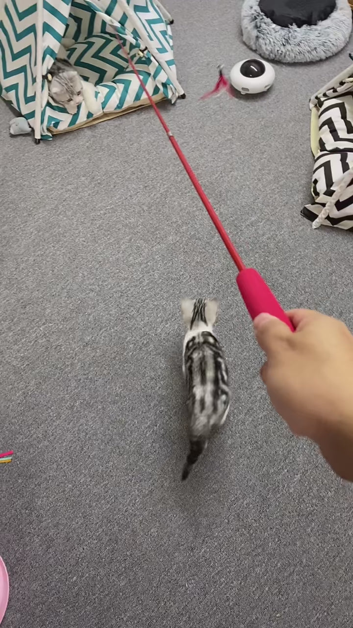 Canne à Pêche Interactive avec Plumes pour Chat