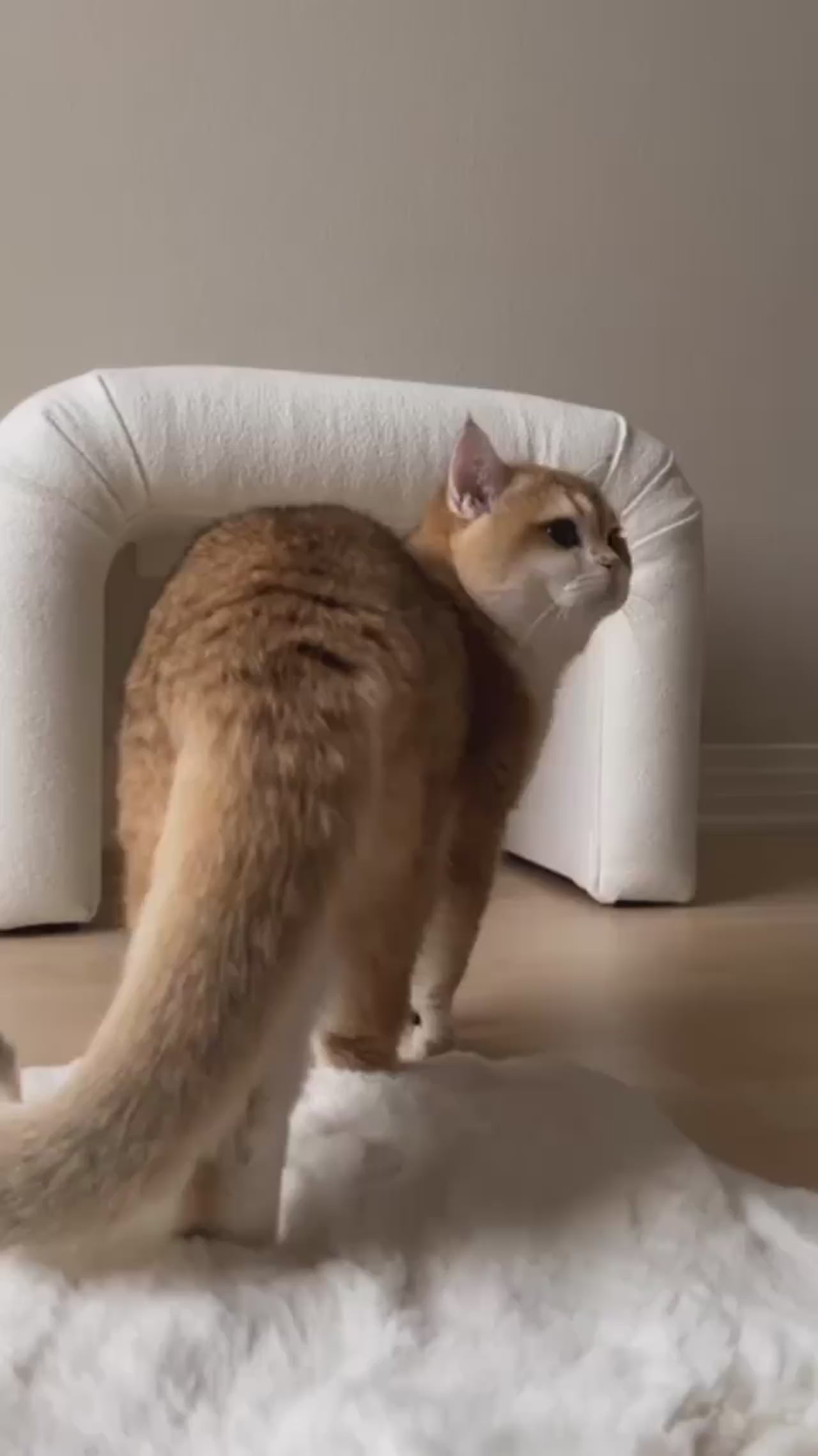 Fontaine à Eau Intelligente pour Chat — Sans Fil, Inox SUS304