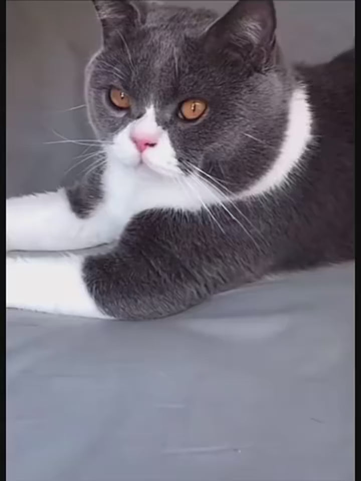 Brosse Dêmêlante pour Chat et Chien — Élimine les Poils