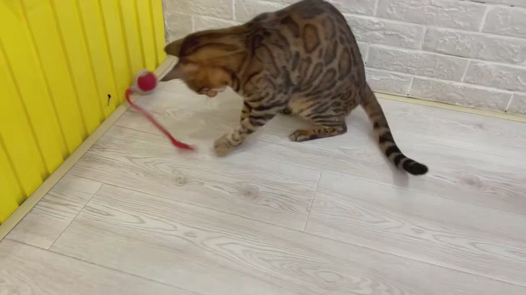 Balle Rechargeable Interactive pour Chat
