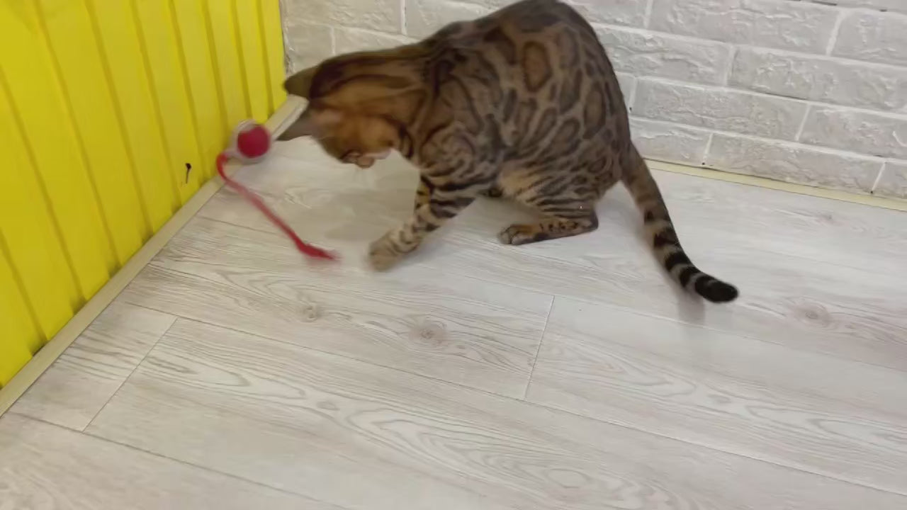 Balle Rechargeable Interactive pour Chat